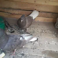 کفتر دم سفید سر کی|پرنده|قم, نخودی|دیوار