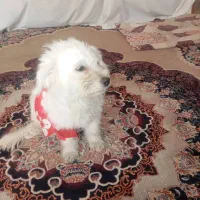 سگ پاپی ماده