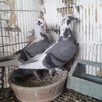 پلاکی|پرنده|بهبهان, |دیوار