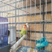 طوطی برزیلی مولد|پرنده|شوشتر, |دیوار