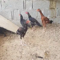 مرغ و خروس لاری