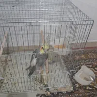 عروس هلندی رام موجوده|پرنده|زرند, |دیوار