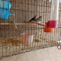 فروش مرغ عشق|پرنده|اردکان, |دیوار