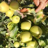 نهال سیب پایه خارجی (مالینگ)|خدمات باغبانی و درختکاری|اشنویه, |دیوار