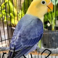 کوتوله رنگ خاص