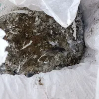 کود کفتر|گل و گیاه طبیعی|گلبهار, شهر جدید گلبهار|دیوار