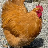 اورپینگتون نژاد سلطنتی