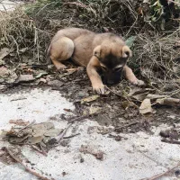 توله ماده الابای|سگ|خان ببین, |دیوار