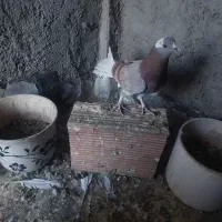 ۱۰عدد کبوتر تهرانی ۲تومان