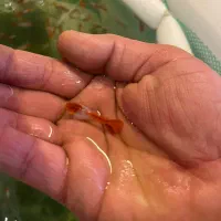 ماهی مولی گوپی تایگر|ماهی|مشهد, توس (بلوار توس)|دیوار