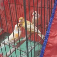 قناری ملاثانی