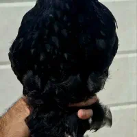 ارائه جوجه برهما وارداتی در رنگ های متنوع|حیوانات مزرعه|قائم‌شهر, |دیوار