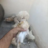پولند گلین سلطان