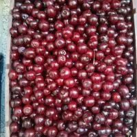 آلبالو رسمی درشت ودرجه یک