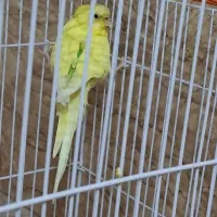 مرغ عشق|پرنده|بومهن, |دیوار