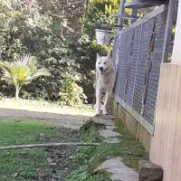 سگ هاسگی|سگ|شفت, |دیوار