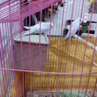 مرغ عشق بالغ|پرنده|داراب, |دیوار