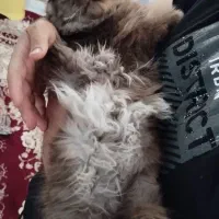 دختر پشمالو آروم و بغلی