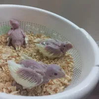 فروش تعدادی جوجه سرلاکی و یه تازه جفت