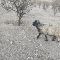 قوچ گله داری فروشی|حیوانات مزرعه|بلداجی, |دیوار