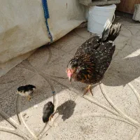 فروش مرغ و خروس گلین و برهما