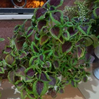 گل و گیاه طبیعی|گل و گیاه طبیعی|اصفهان, صدف|دیوار