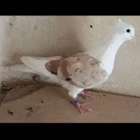 نر درجه یک|پرنده|بیرانوند, |دیوار