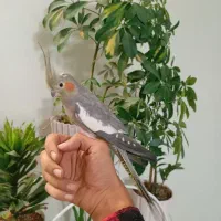 عروس هلندی ماده دستی مست|پرنده|اسلام‌شهر, شهرک سعیدیه|دیوار