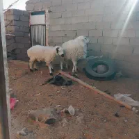 تعدادی بره نر فروشی چاق چاق|حیوانات مزرعه|نهبندان, |دیوار