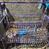 گهواره