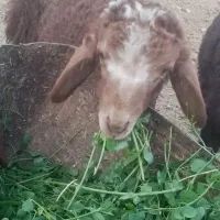 3میش و 3بره و یک عدد بره ماده|عمده‌فروشی|خواف, |دیوار