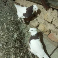 یک جفت کفتر طوقی میزون جوانه|پرنده|بردسکن, |دیوار