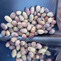 خرید پسته پوک وگو و نخودی روآبی|خدمات باغبانی و درختکاری|رفسنجان, |دیوار