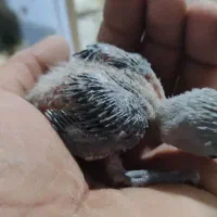 جوجه طوطی کتوله وعروس|پرنده|رفسنجان, |دیوار