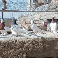 بهبهانی رنگی دم سفید طوق کله|پرنده|مرودشت, علی‌آباد‎|دیوار