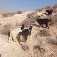 بیگ‌.کهره‌نروماده‌میش‌زاییده