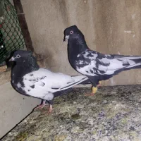 کفتر سینه سیاه