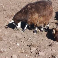 سلام یه بز جوان واسه قربانی