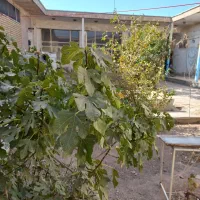 فروش خانه قدیمی