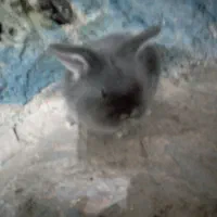 یک بچه خرگوش لوپ اصل|موش و خرگوش|فردوس (خراسان), |دیوار