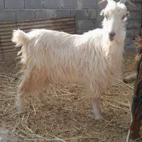 بز چاق و عالی