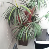 درختچه