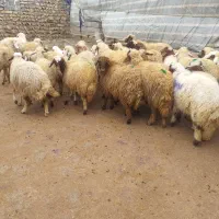 تعداد۳۰راس بره مادده