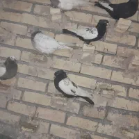 کفتر کبوتر رنگه بوم جفت گاه پرش