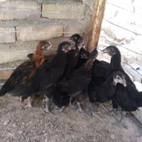 جوجه محلی و نوچه