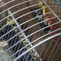 سهره|پرنده|کوهدشت, |دیوار