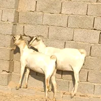 دوعدد بز صومال آبستن دوقلوزاه|حیوانات مزرعه|بندرعباس, |دیوار