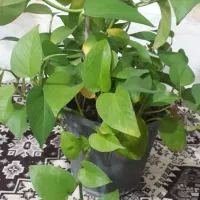 گل طبیعی|گل و گیاه طبیعی|مراغه, |دیوار