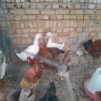اردک جوان