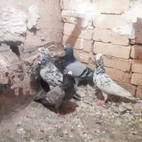 کبوتر  هوایی زرنگ